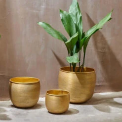 Tembesi Etched Planter 18cm Brass -Happy House Plants Sale Store 98bb8d ce762887018d4e32b2d0b679e40ab483 mv2
