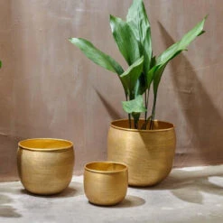 Tembesi Etched Planter Medium Brass -Happy House Plants Sale Store 98bb8d ce762887018d4e32b2d0b679e40ab483 mv2 3d209a6b cb06 4eaf a22d 1afbde4566a9