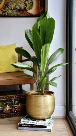 Licuala Grandis Palm 11 Licuala Grandis Palm -Happy House Plants Sale Store 98bb8d cef70bb0be8b407da05420fa85c9ad43 mv2