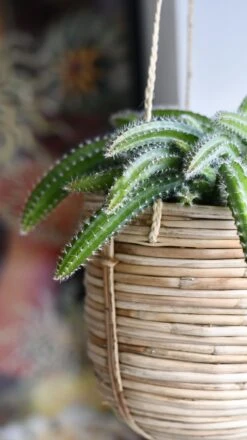 Selenicereus Validus -Happy House Plants Sale Store 98bb8d cfa70a04c4e2414e9f3df54861a3c8c6 mv2