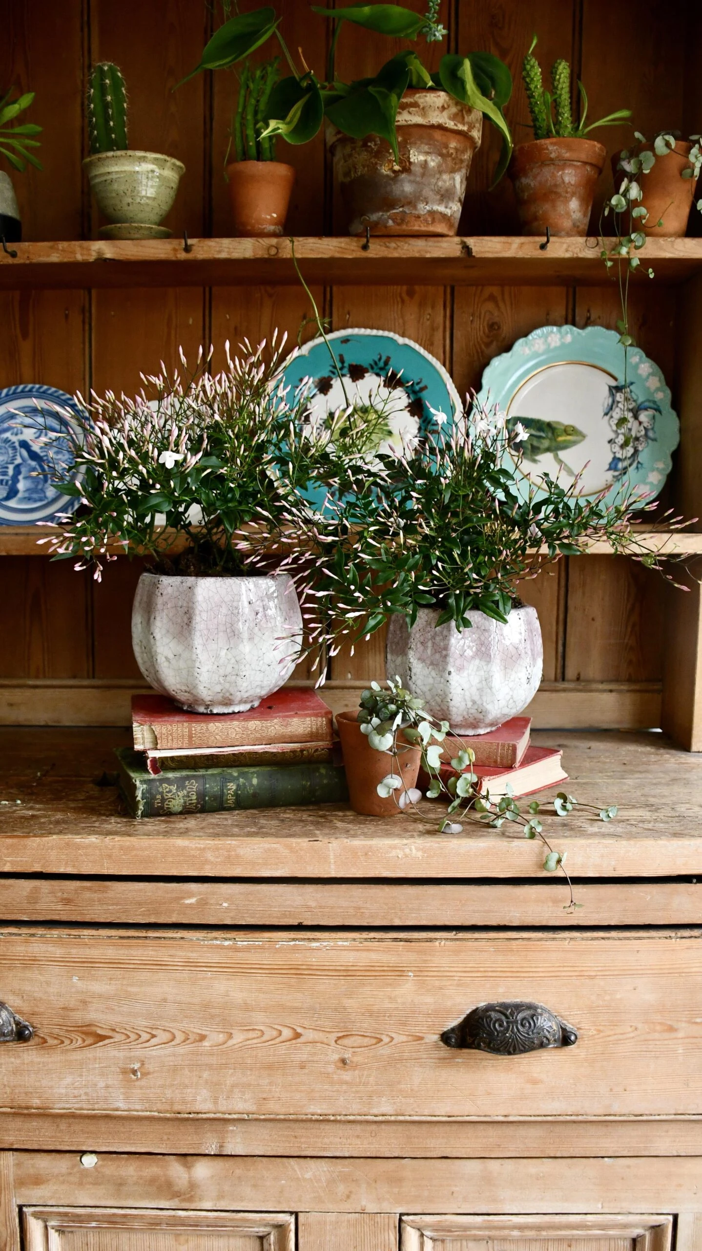 White Jasmine (Jasminum Polyanthium) 4 White Jasmine (Jasminum Polyanthium) - Image 4