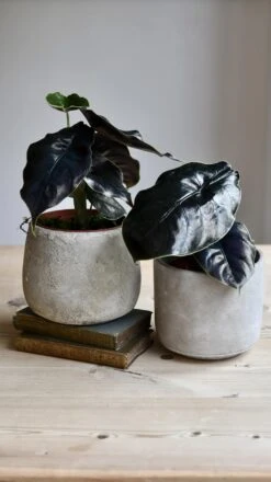 Alocasia Azlanii (Jewel Alocasia 'Red Mambo') -Happy House Plants Sale Store 98bb8d d07cc1c8757648bcaa37dea44b25f29b mv2