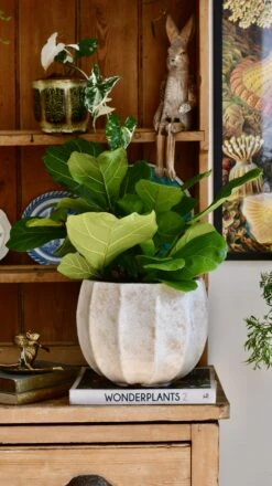 Bonsai Fig Tree ‘Ficus Lyrata' -Happy House Plants Sale Store 98bb8d d084c24b3a644cbea3a9c20839699e9c mv2