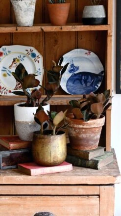 Black Velvet Jewel Orchid *rare* (Ludisia Discolor Black Velvet) -Happy House Plants Sale Store 98bb8d d123e6091532461ab23aae437ca39e7b mv2