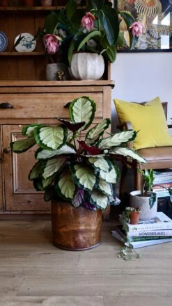 XL Calathea Rosea-picta Silvia -Happy House Plants Sale Store 98bb8d d175b511200c42e9a1f29774689e385f mv2