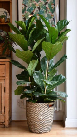 Fiddle Leaf Fig Tree (Ficus Lyrata With Three Stem) -Happy House Plants Sale Store 98bb8d d23dbbf926eb45248507d4656229dd31 mv2