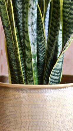 Sansevieria Trifasciata Laurentii & Brass Pot 8 Sansevieria Trifasciata Laurentii & Brass Pot -Happy House Plants Sale Store 98bb8d d31a53a464194583ba9b35e2bdcd9a6c mv2