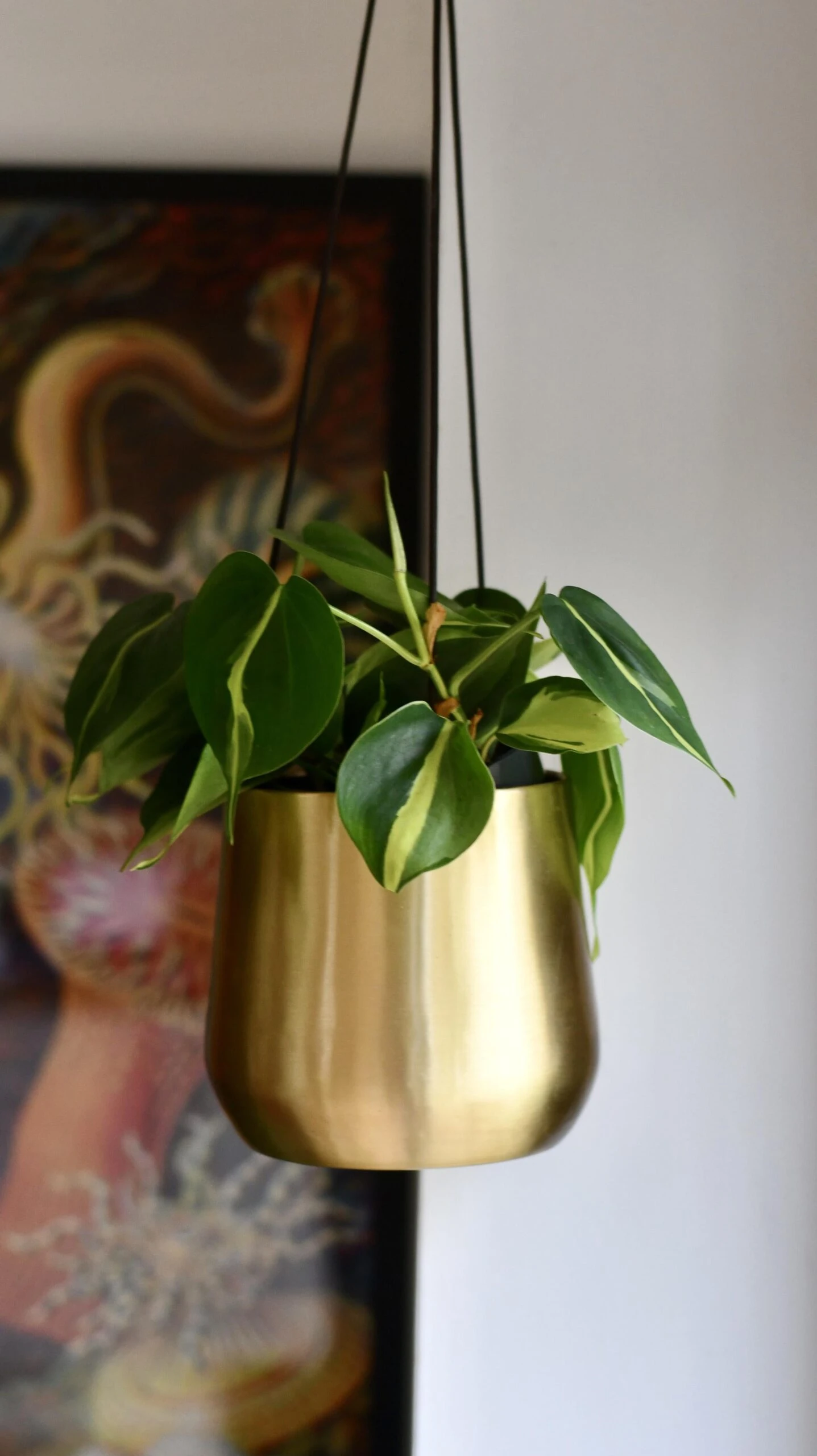 Philodendron Brasil & Atsu Brass Hanging Planter 1 Philodendron Brasil & Atsu Brass Hanging Planter