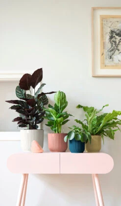 Oxalis Triangularis 'Purple Shamrock’ & Vibes Pot 27 Oxalis Triangularis 'Purple Shamrock’ & Vibes Pot -Happy House Plants Sale Store 98bb8d d52945f27ee046dfb8760213e002576a mv2 2