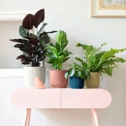 Vibes Fold Round 14cm -Happy House Plants Sale Store 98bb8d d52945f27ee046dfb8760213e002576a mv2 c0ee46d0 f8df 4cea a395 bfaf783ec1b9