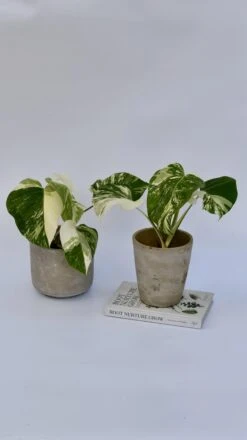 Variegated Monstera - Lots Of White Variegation 12cm X 40cm 17 Variegated Monstera - Lots Of White Variegation 12cm X 40cm -Happy House Plants Sale Store 98bb8d d5876e1173ef464d8b43824fd3c625d2 mv2