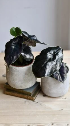 Alocasia Azlanii (Jewel Alocasia 'Red Mambo') -Happy House Plants Sale Store 98bb8d d61116be5d22426ba855200bf9b1d6c1 mv2