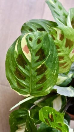 Maranta Leuconeura Kerchoveana | Maranta Fiesta | Prayer Plant -Happy House Plants Sale Store 98bb8d d6c7525812244168bbdb7726b1090c80 mv2