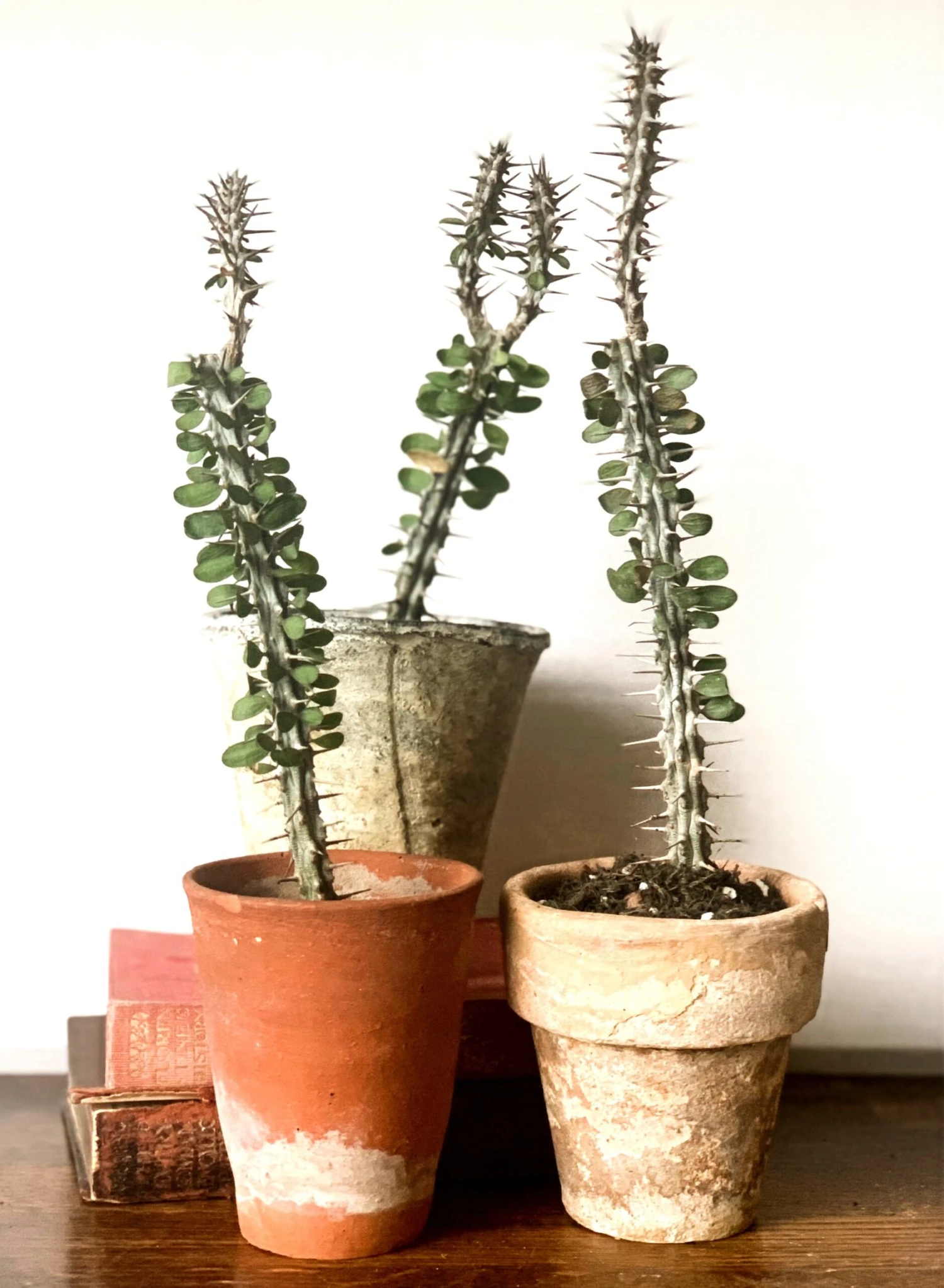 Small Alluaudia Procera *Rare* 1 Small Alluaudia Procera *Rare*