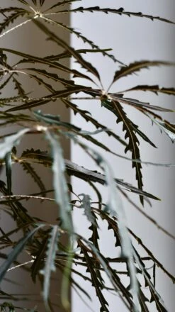 Plerandra Elegantissima In Tembesi Pot -Happy House Plants Sale Store 98bb8d d90392e2ef6b48bfaafe46cbb52644f8 mv2