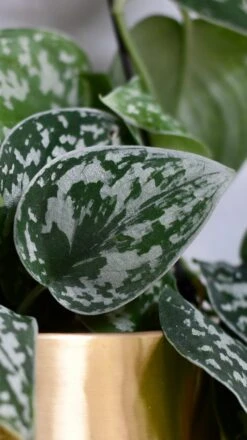 Scindapsus Pictus Argyraeus - Satin Pothos -Happy House Plants Sale Store 98bb8d d9469c32bc1746148e4738e92359b6c1 mv2 c62cc1dc a2c0 4779 98f5 c8961b417a1c