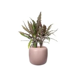 PURE BEADS POT 27cm -Happy House Plants Sale Store 98bb8d d9dac0204d83466490cab3471c278a97 mv2