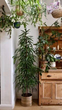 Tall Ficus Maclellandii Alii Or Large Amstel King -Happy House Plants Sale Store 98bb8d db5040bd22e5468db85daff396b14f39 mv2