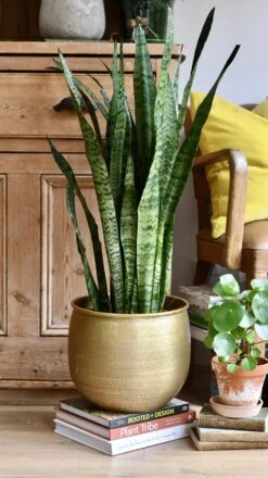 Sansevieria Trifasciata Zeylanica And Gold Etched Planter