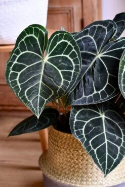 Large Anthurium Clarinervium 7 Large Anthurium Clarinervium -Happy House Plants Sale Store 98bb8d db759cf0080648c9a9a4a239d966e6ad mv2 d 3082 4624 s 4 2