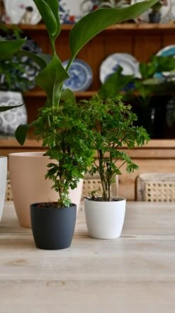 Baby Polyscias Ming Or Aralia Ming 6 Baby Polyscias Ming Or Aralia Ming -Happy House Plants Sale Store 98bb8d dba543952e2c449c92e517086f4262b3 mv2