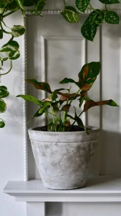 Syngonium Podophyllum Pink Splash Or Red Spot -Happy House Plants Sale Store 98bb8d dbb3685f336b4d08bb6737bccacfe3e4 mv2