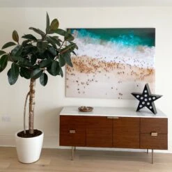 Ficus Burgundy Tree - Rubber Fig -Happy House Plants Sale Store 98bb8d dcf4f54810884b8da6f8c735a308d958 mv2