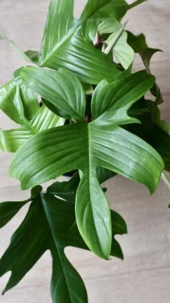 Philodendron Florida -Happy House Plants Sale Store 98bb8d dd1d32f1b1ce4819b969ee83cbe1e715 mv2