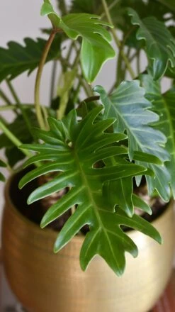 Philodendron Xanadu 'Bonsai' -Happy House Plants Sale Store 98bb8d dd71411d43ab43fe9846f641feaac9c7 mv2
