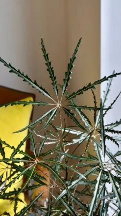 Plerandra Elegantissima Or False Aralia -Happy House Plants Sale Store 98bb8d dde637af38e74c1ea2ac195cd8d8abe1 mv2