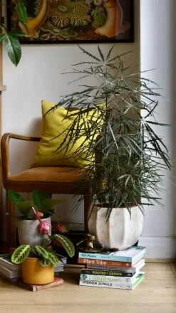 Plerandra Elegantissima Or False Aralia -Happy House Plants Sale Store 98bb8d de72bc4541a840528312629a7e0b1a5c mv2