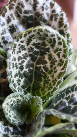 Streptocarpus Pretty Turtle -Happy House Plants Sale Store 98bb8d dfece685f6b74c4990331e133374b2b5 mv2