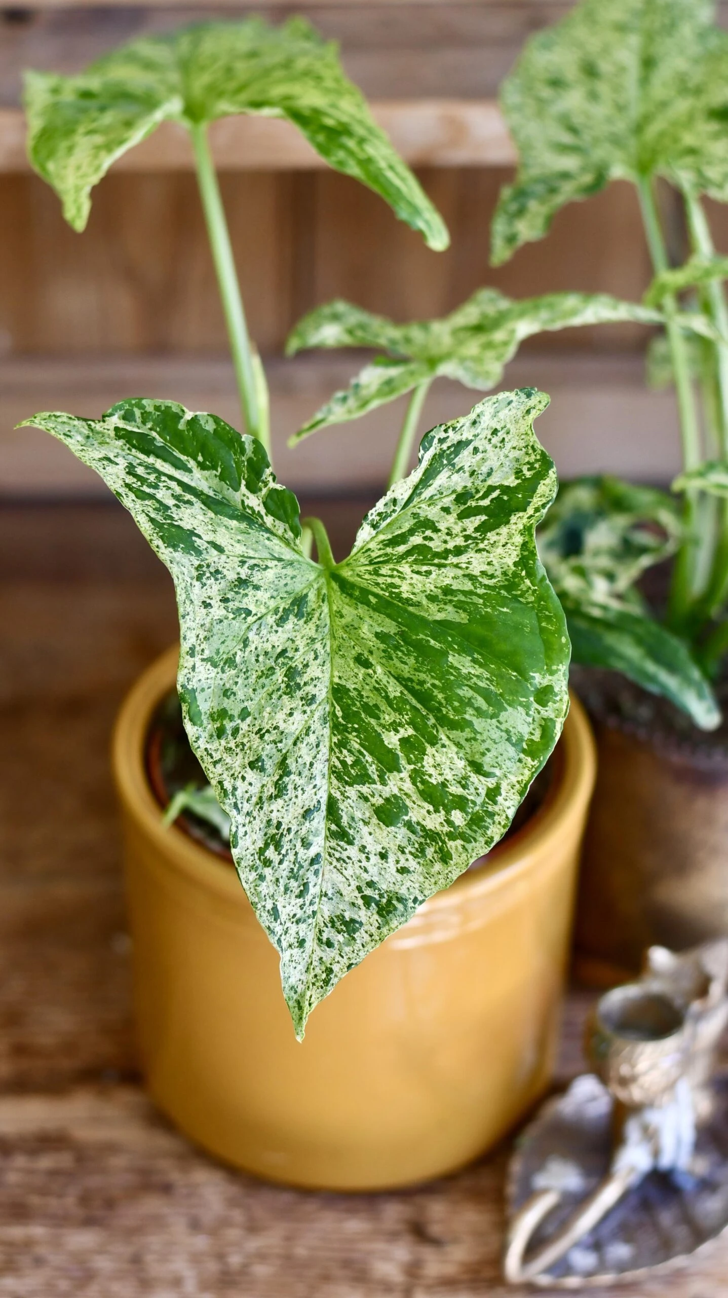 Syngonium Mottled | Mojito 1 Syngonium Mottled | Mojito