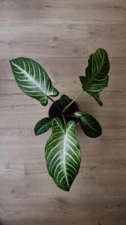 Xanthosoma Lindenii *rare* -Happy House Plants Sale Store 98bb8d e1b1338427f645a5b1d304165a77ee38 mv2