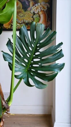 XXL Monstera Deliciosa - Elegant Stem Form -Happy House Plants Sale Store 98bb8d e29eeacf8409493bbd9238dbad9e4e8c mv2