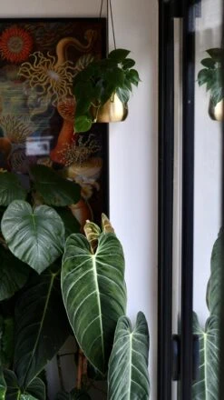 Philodendron Scandens And Atsu Brass Hanging Planter 8 Philodendron Scandens And Atsu Brass Hanging Planter -Happy House Plants Sale Store 98bb8d e2d0b55b9d9b4eae9d0b47b416b1f437 mv2