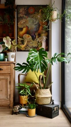 Medium Monstera Deliciosa (Elegant Stem Form) -Happy House Plants Sale Store 98bb8d e2fc0add883f4d7eb1b34c42d7632bf1 mv2