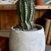 Euphorbia Horrida (African Milk Barrel)