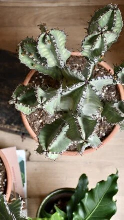 Euphorbia Cooperi 19 Euphorbia Cooperi -Happy House Plants Sale Store 98bb8d e3a9ded851ac437a9b45ac88d4b00b72 mv2