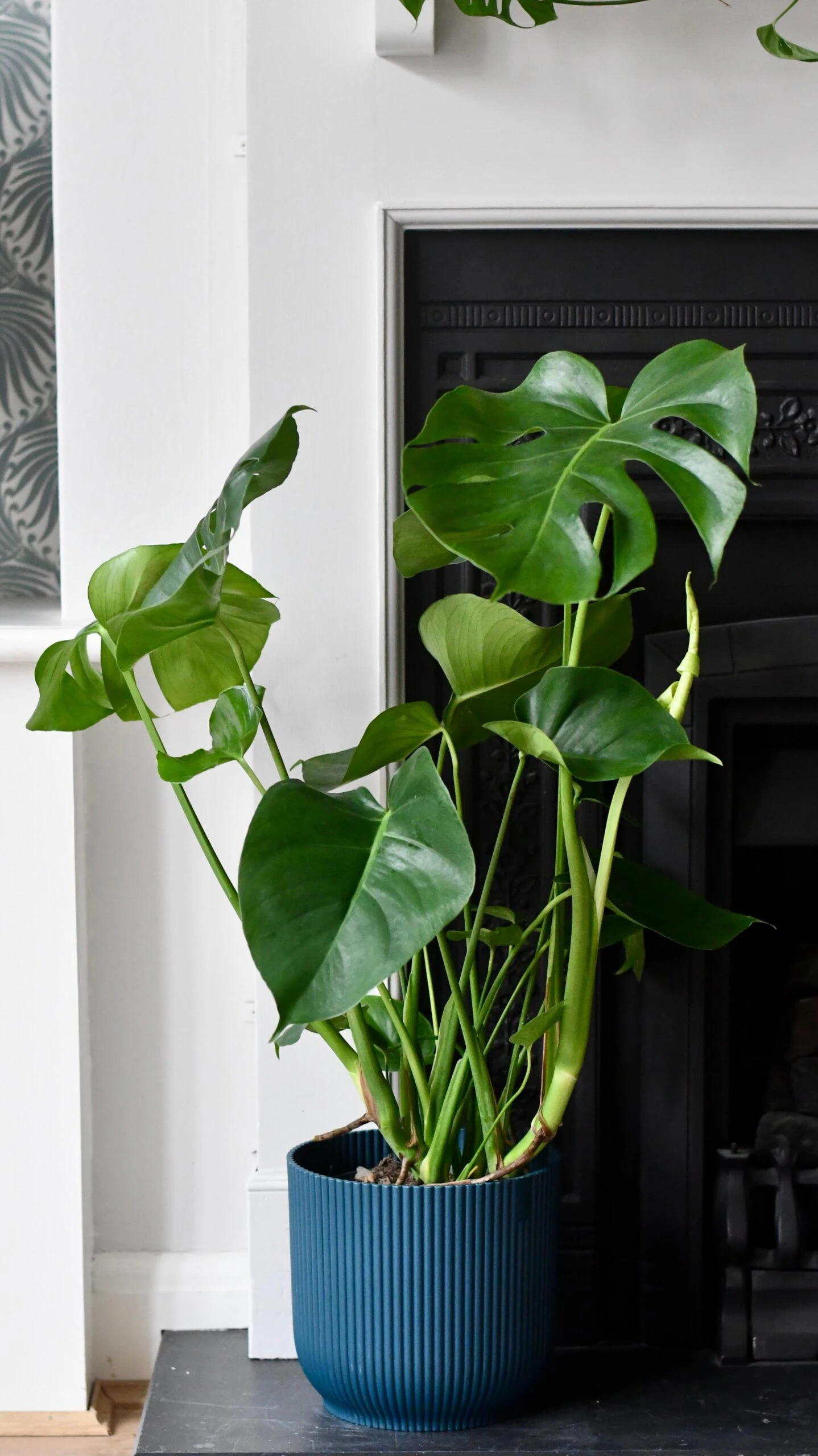 Large Monstera Deliciosa - Swiss Cheese Plant & Vibes Pot 4 Large Monstera Deliciosa - Swiss Cheese Plant & Vibes Pot - Image 4