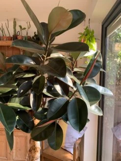 Ficus Burgundy Tree - Rubber Fig -Happy House Plants Sale Store 98bb8d e540af31476c4169aa8ab37fd2f2a557 mv2