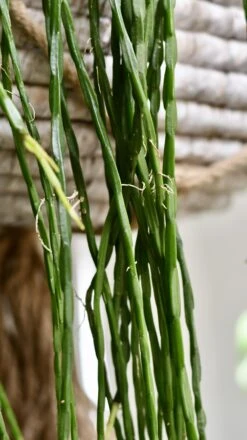 Rhipsalis Paradoxa - Chain Cactus 7 Rhipsalis Paradoxa - Chain Cactus -Happy House Plants Sale Store 98bb8d e566cb7563d3410db243cbfc9b40f43b mv2