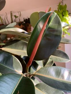 Ficus Burgundy Tree - Rubber Fig -Happy House Plants Sale Store 98bb8d e5eb10f80ee645fb8e097b97cb784922 mv2