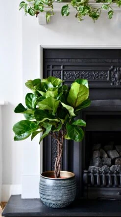 Fiddle Leaf Fig Tree (Plaited Stem & Tembesi Pot)
