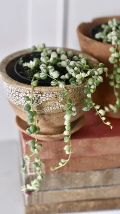 Variegated String Of Pearls -Happy House Plants Sale Store 98bb8d e7bf19b385d745648c1ed664e71a1ac0 mv2