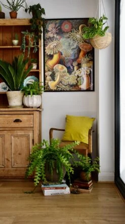 Extra Large Epiphyllum Anguliger (Fishbone Cactus, Ric Rac Cactus) -Happy House Plants Sale Store 98bb8d e8558874cf9e4f41a016290c5516e9a9 mv2