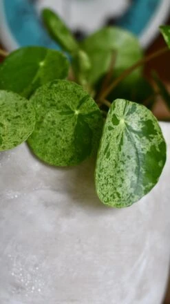 Pilea Mojito - Variegated Pilea Peperomioides *very Rare* -Happy House Plants Sale Store 98bb8d e8c83d77d9ef458281ddf6cb3f3c628e mv2