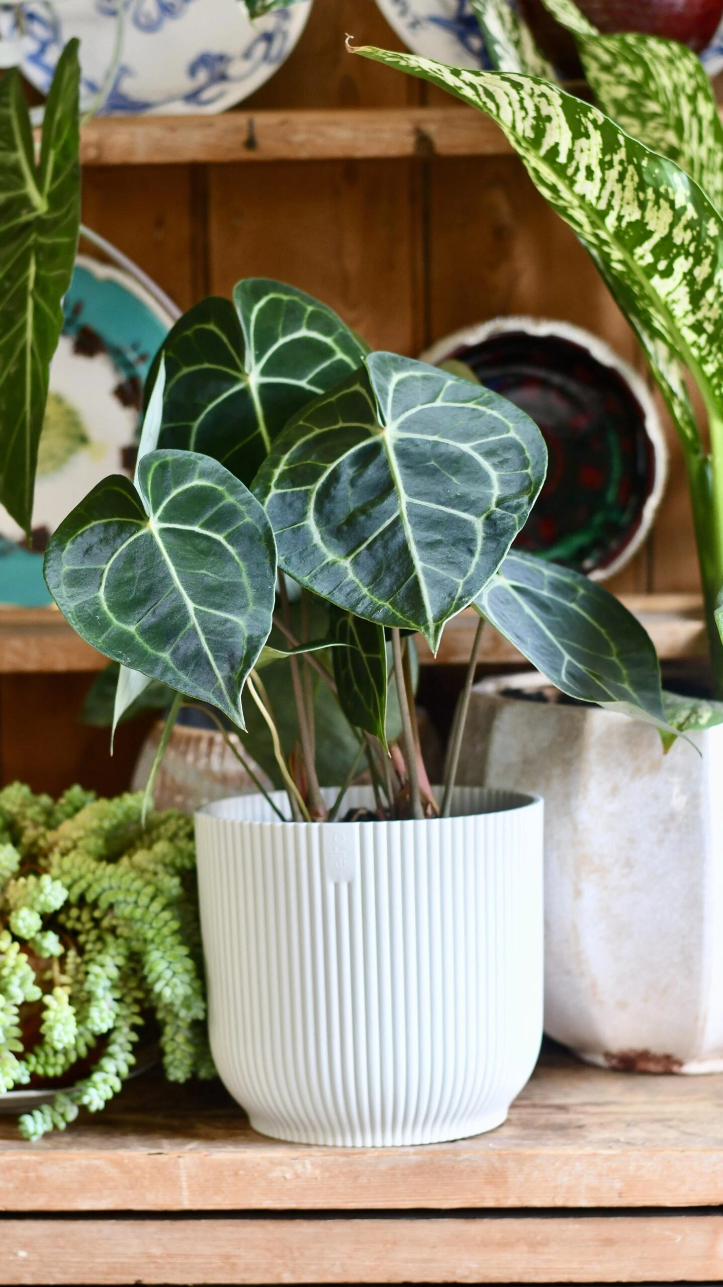 Large Anthurium Clarinervium 1 Large Anthurium Clarinervium