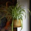 Chlorophytum Comosum, Spider Plant