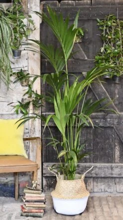 Kentia Palm (Howea Forsterian) 13 Kentia Palm (Howea Forsterian) -Happy House Plants Sale Store 98bb8d e9a6725a2d964fdba9b4ee076c987538 mv2